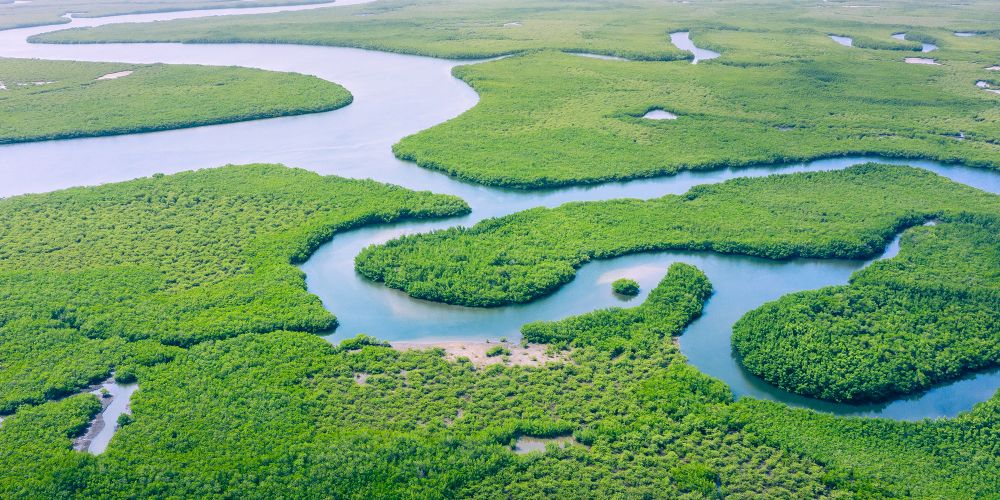 Flusslandschaft, umgeben von Wald